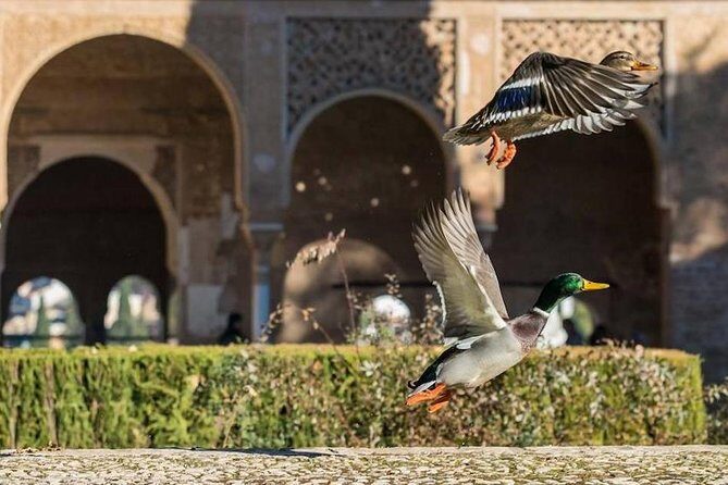 Alhambra Private/Small Group Tour & Nasrid Palaces Skip the Line - Guides, language, and group size: what to expect on the ground